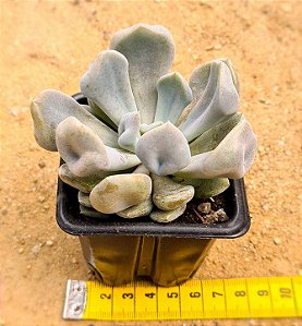 Echeveria topsy debbie - "Cupido" / "Cupid"