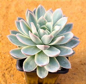 Echeveria violet