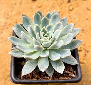 Echeveria violet