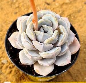 Echeveria white rabit