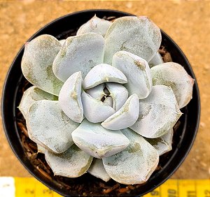 Echeveria white rabit