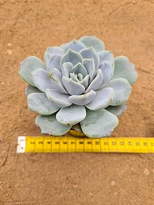 Echeveria white rabit