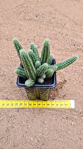 Echinopsis chamaecereus
