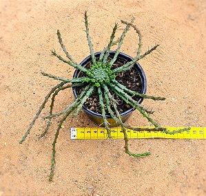 Euphorbia flanaganii