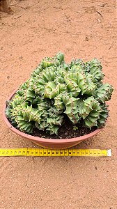 Euphorbia lactea cristata