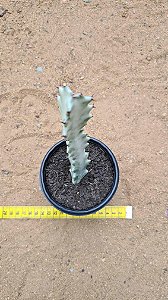 Euphorbia lactea white ghost