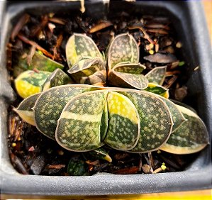 Gasteria gracilis variegata