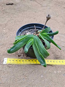 glottiphyllum linguiforme