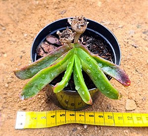 glottiphyllum linguiforme