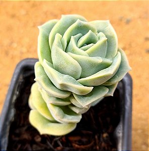 Graptoveria lovely rose