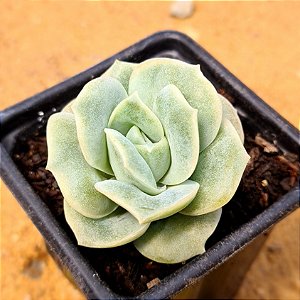 Graptoveria lovely rose