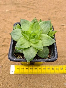 Haworthia cymbiformis