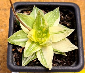 Haworthia cymbiformis variegata