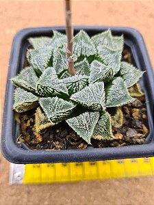 Haworthia korizato