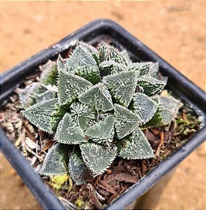 Haworthia korizato