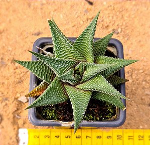 Haworthia limifolia
