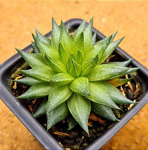 Haworthia marumiana var. batesiana