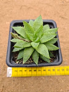 Haworthia retusa var. turgida caepistosa