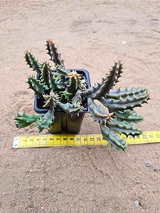 Huernia hystrix