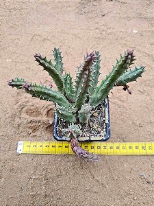 Huernia keniensis