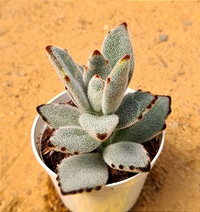 Kalanchoe tomentosa - Suculenta "orelha-de-gato"
