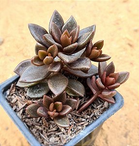 Lenopetalum chocolate