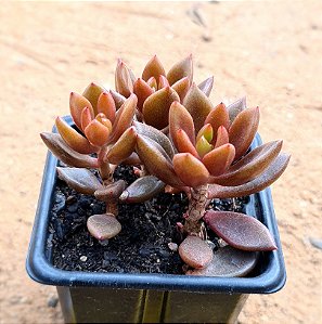 Lenopetalum chocolate