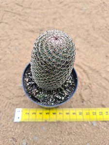 Mammillaria matudae