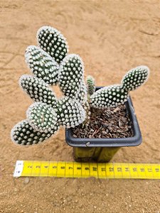 Opuntia microdasys var. albispina