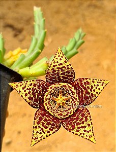 Orbea variegata