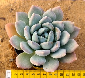 Pachyveria corvus
