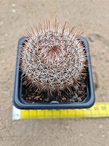 Parodia erubescens