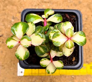 Portulacaria afra tricolor