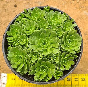 Rosularia platyphylla