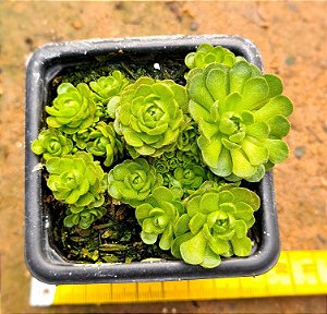 Rosularia platyphylla