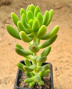 Sedum alice evans