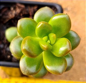 Sedum lucidum obesum