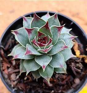 Sempervivum calcareum