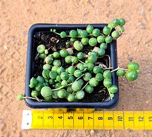 Senecio rowleyanus