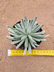 Senecio scaposus