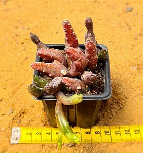 Stapelia schinzii var. angolensis