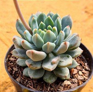 Echeveria blue apple