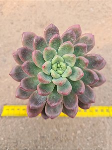 Echeveria channel