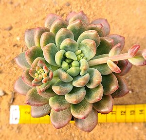 Echeveria channel
