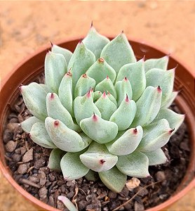 Echeveria cuspidata zaragosa