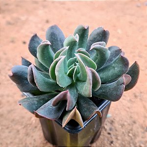 Echeveria darth vader
