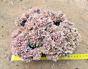Echeveria gilva cristata