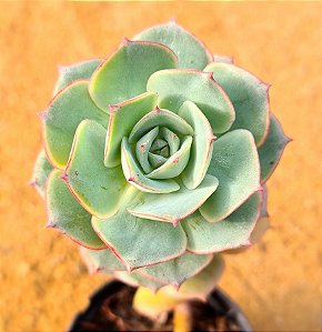 Echeveria glória