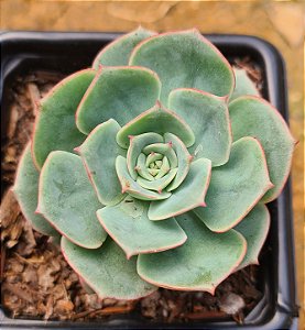 Echeveria glória
