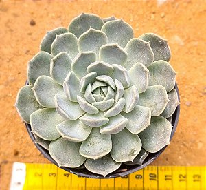 Echeveria mary bell